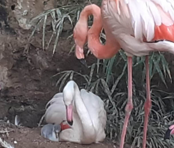 “Fiocco rosa”, nato in cattività un fenicottero