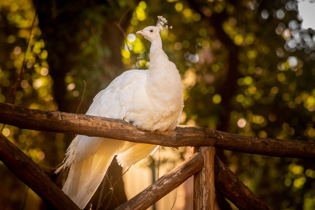 Festa dell’Immacolata, Giardini aperti anche il pomeriggio
