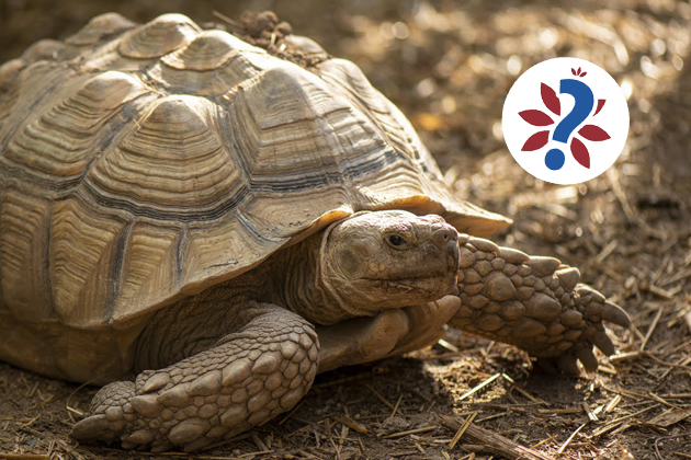 Giardini sempre più interattivi, sui social del parco arriva il quiz